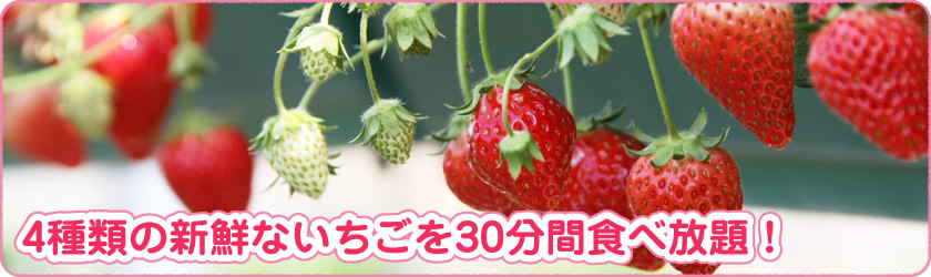 3種類の新鮮ないちごを30分間食べ放題！